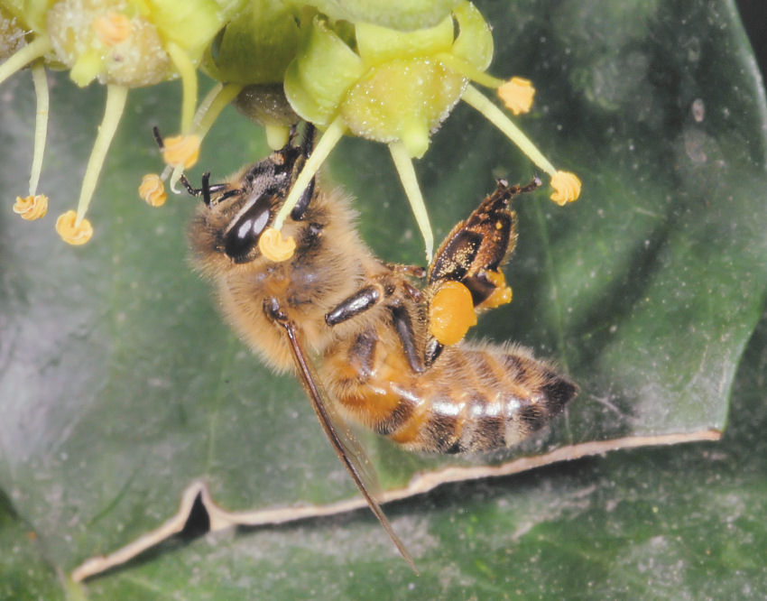 Ape acrobata